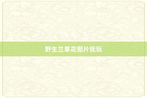 野生兰草花图片抚玩